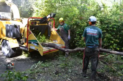 tree services Romeo